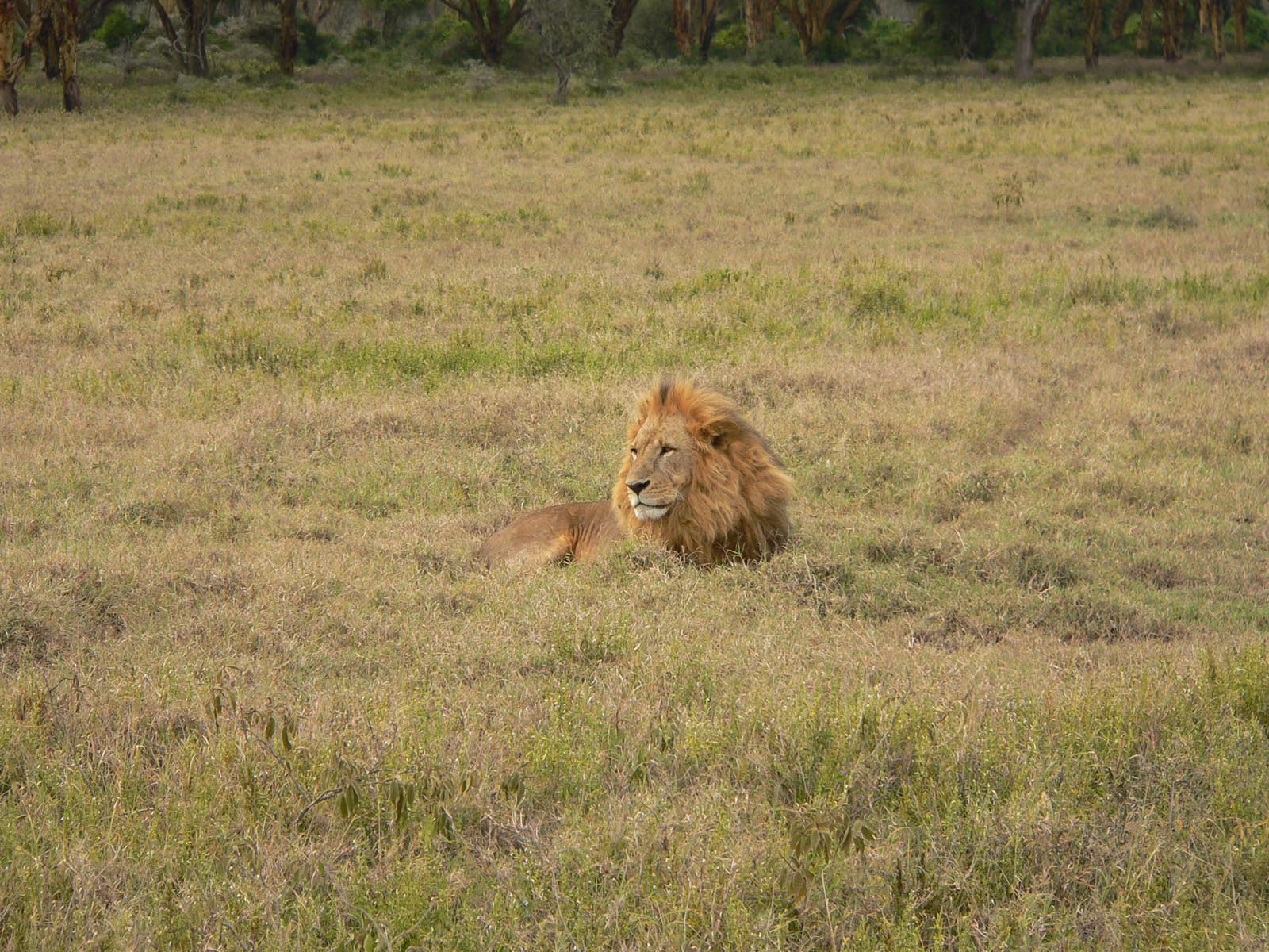 Wallpapers Animals Felines - Lions dure d'etre un gros chat