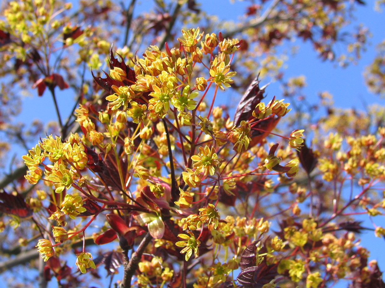 Wallpapers Nature Leaves - Foliage 