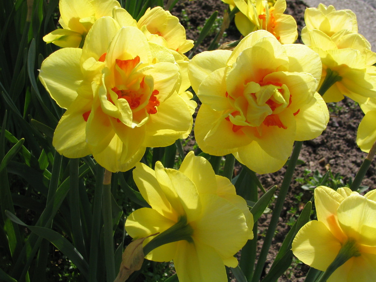 Fonds d'cran Nature Fleurs 