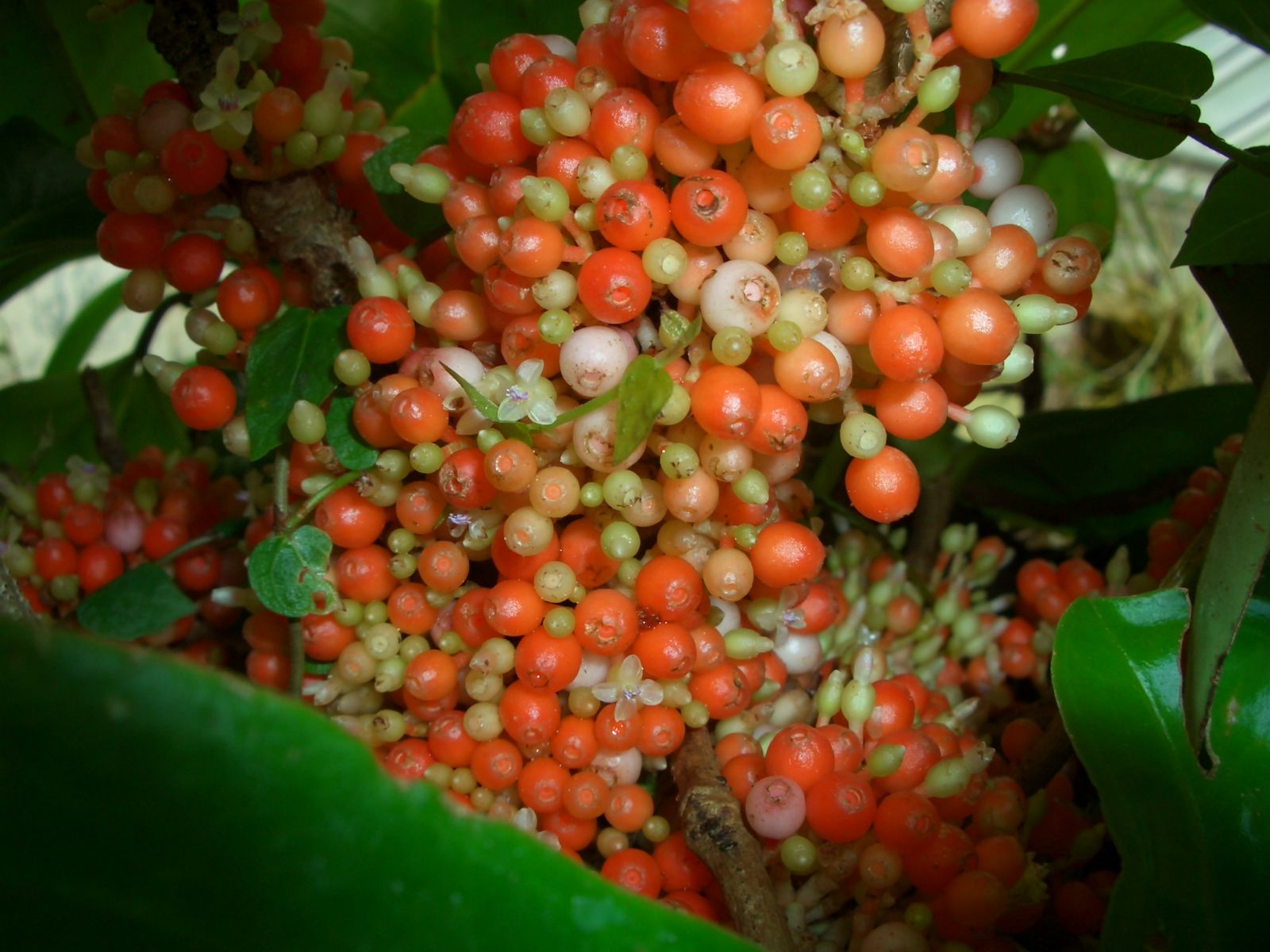 Fonds d'cran Nature Fleurs 