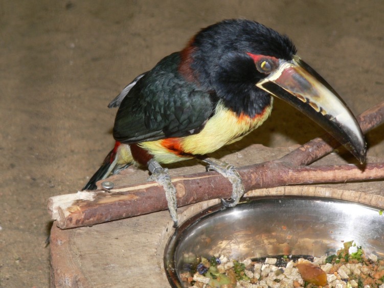 Fonds d'cran Animaux Oiseaux - Divers Araari