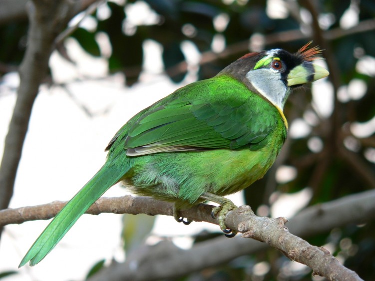 Fonds d'cran Animaux Oiseaux - Barbus Barbu  collier