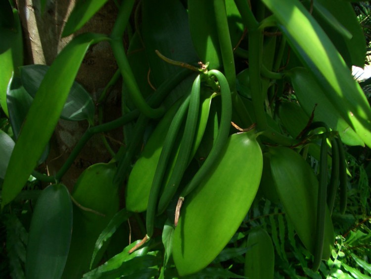 Wallpapers Nature Leaves - Foliage Vanille