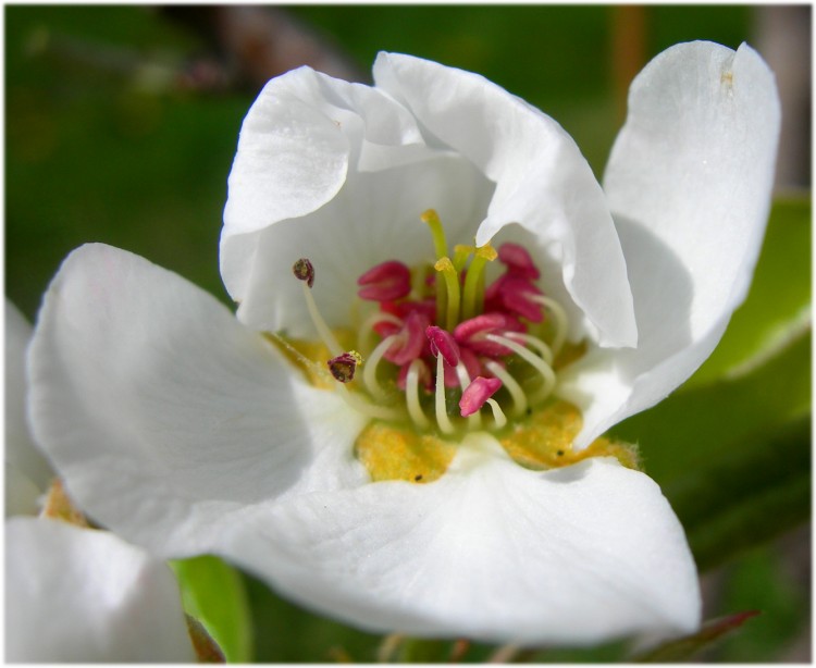 Wallpapers Nature Flowers fleur de poirier