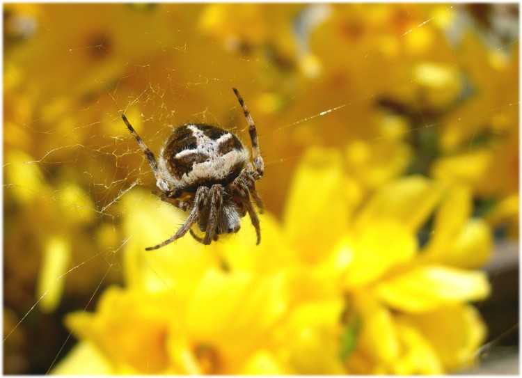 Wallpapers Animals Spiders araigne