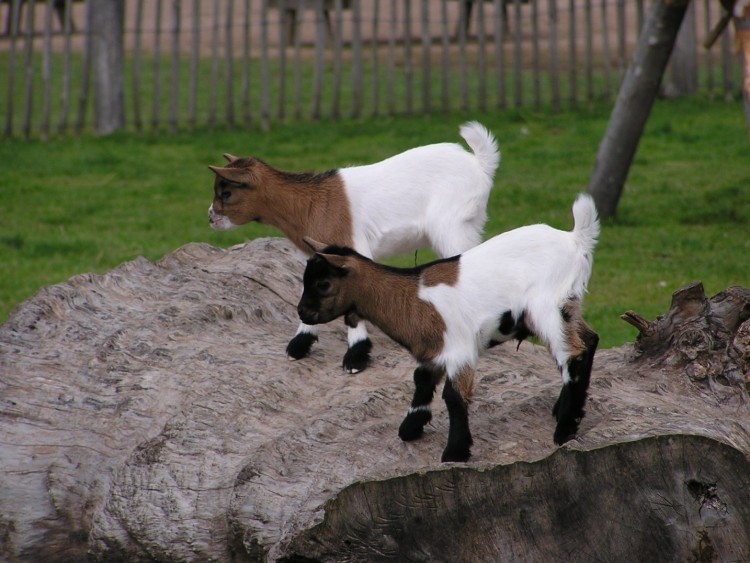 Fonds d'cran Animaux Chvres de petits aventuriers