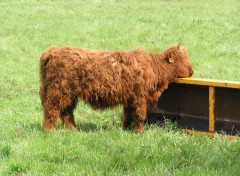 Fonds d'cran Animaux une vache trs poilue