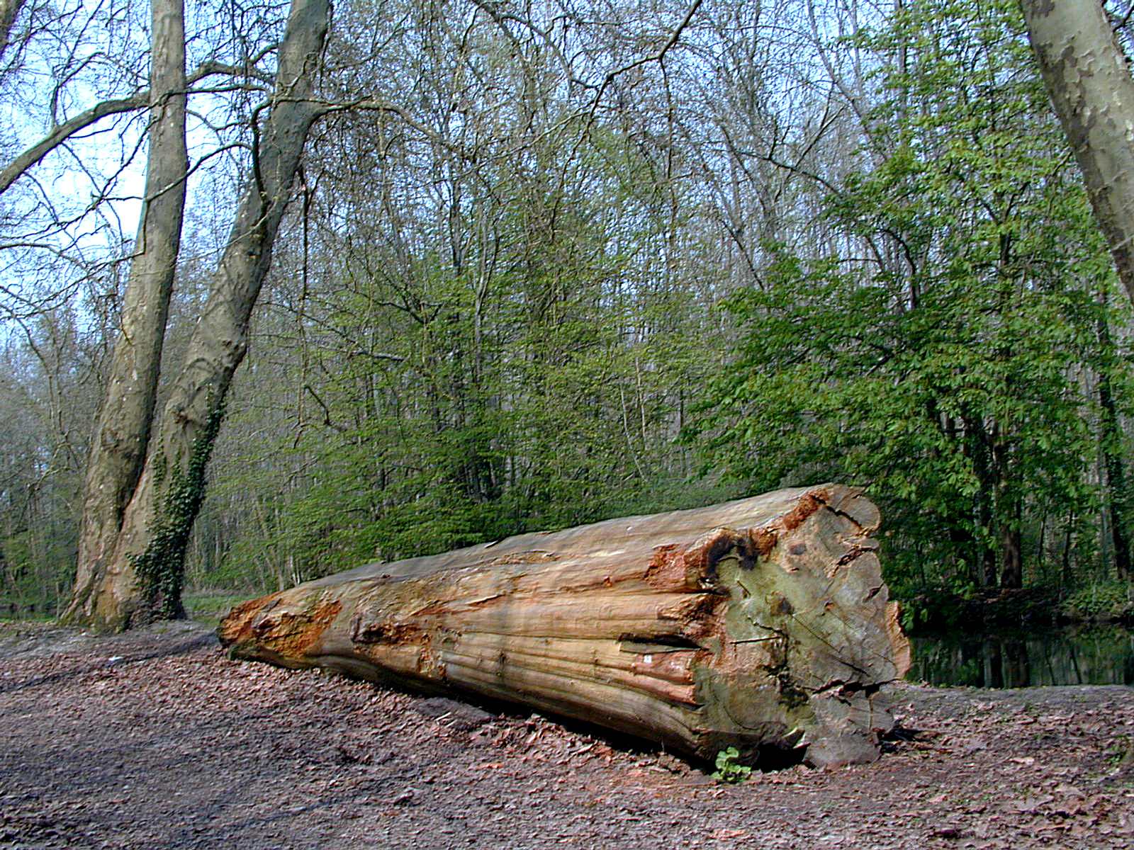 Fonds d'cran Nature Arbres - Forts 