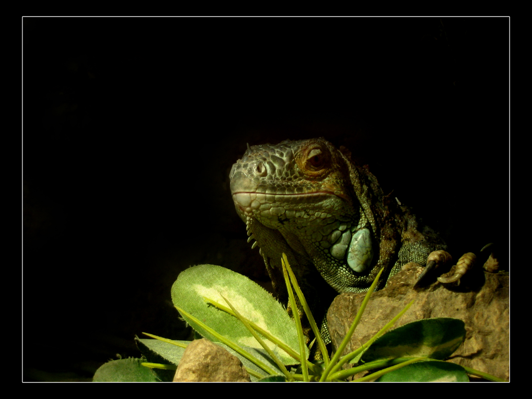 Wallpapers Animals Lizards - Iguanas Iguane