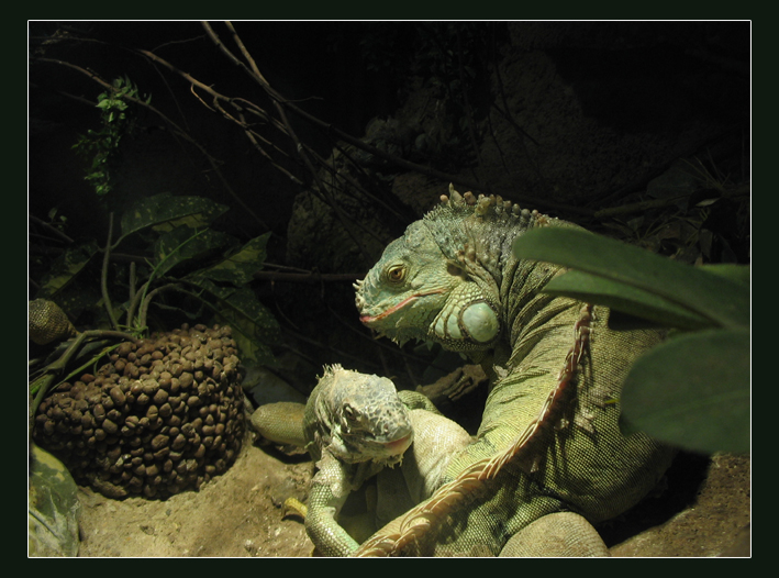 Wallpapers Animals Lizards - Iguanas Iguanes