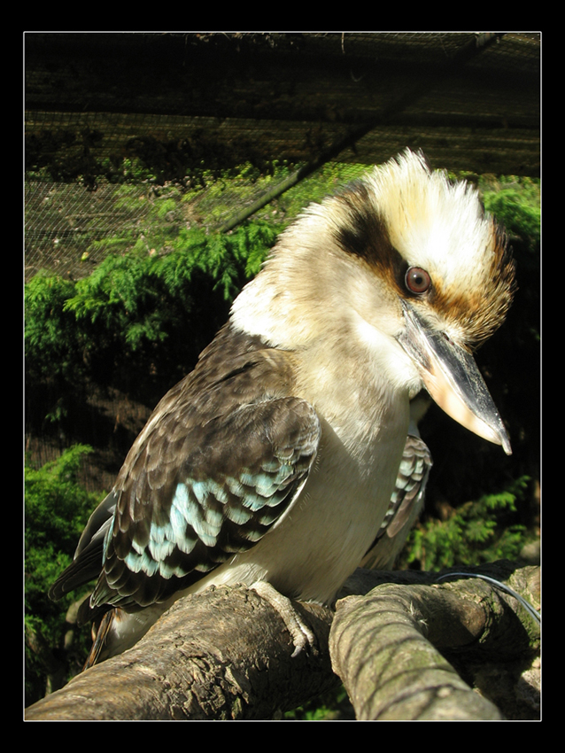 Fonds d'cran Animaux Oiseaux - Divers Martin chasseur