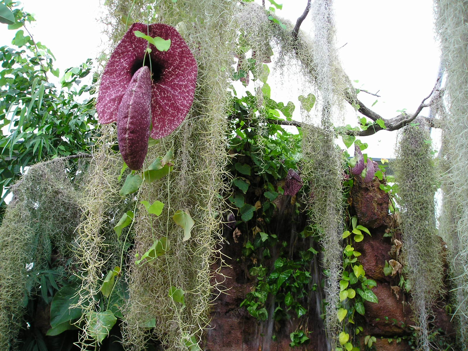 Fonds d'cran Nature Fleurs 