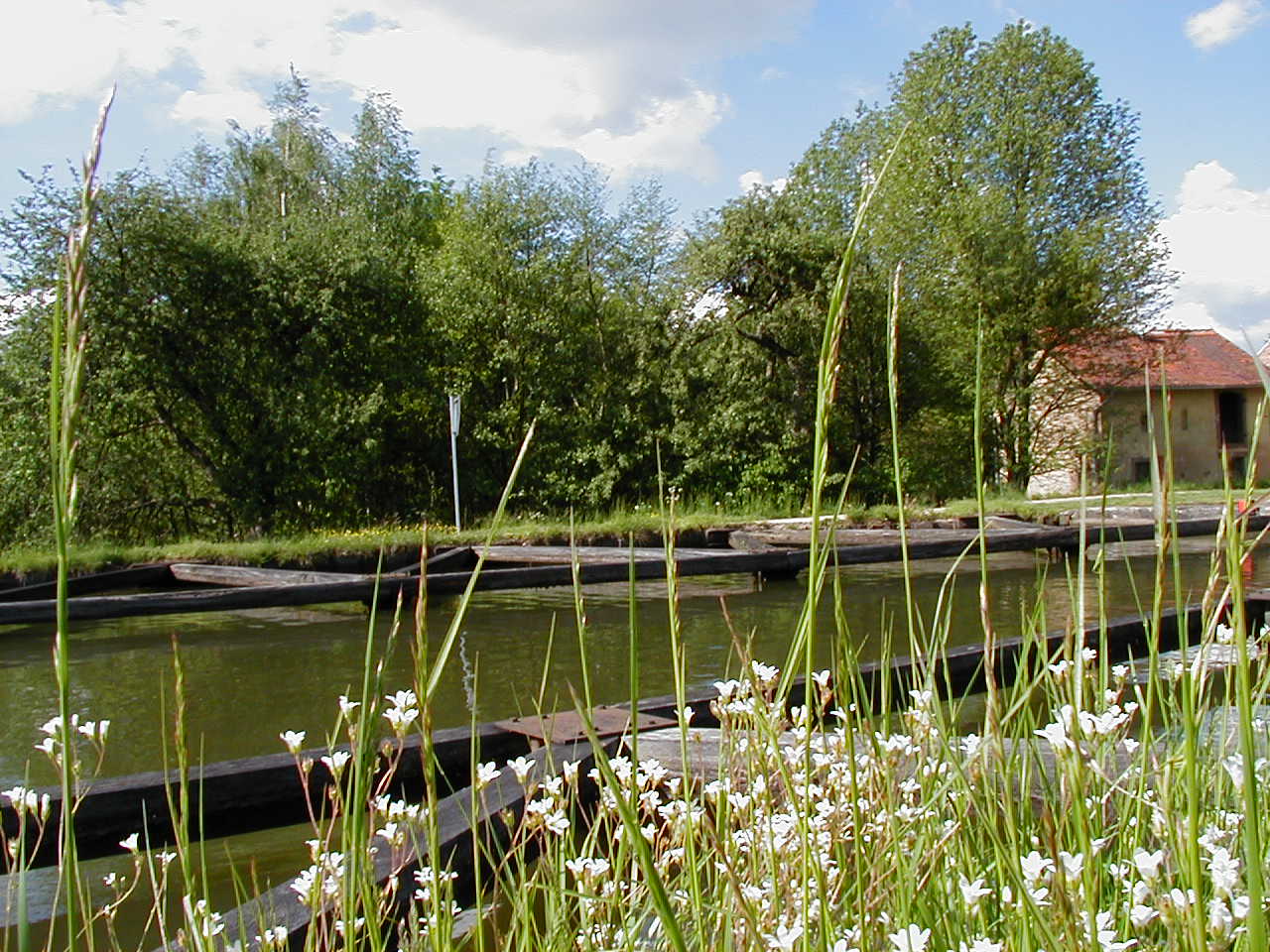 Fonds d'cran Nature Fleuves - Rivires - Torrents ALSACE