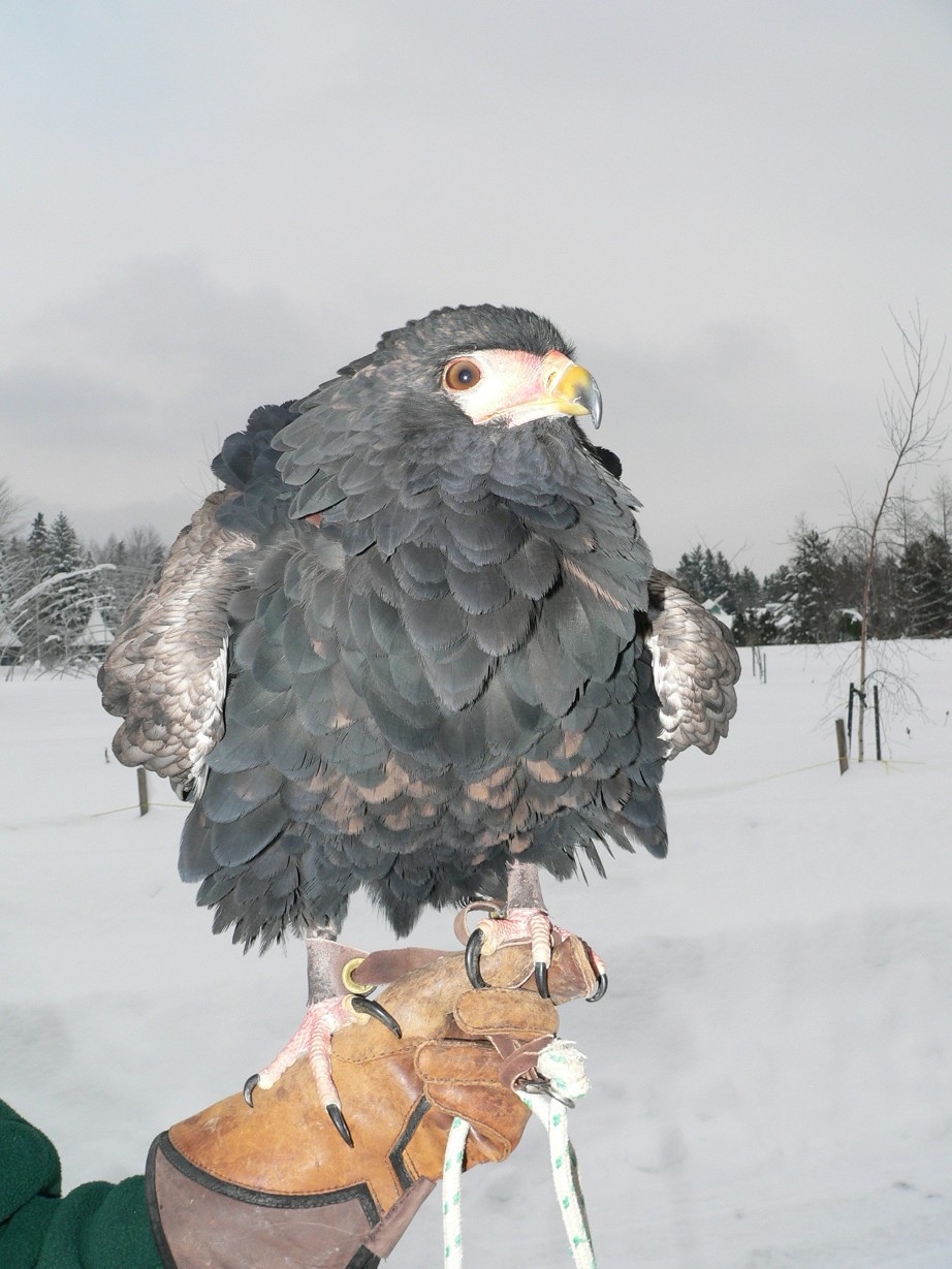 Fonds d'cran Animaux Oiseaux - Rapaces divers Bateleur des savanes