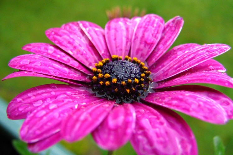 Wallpapers Nature Flowers Fleur sous la pluie.