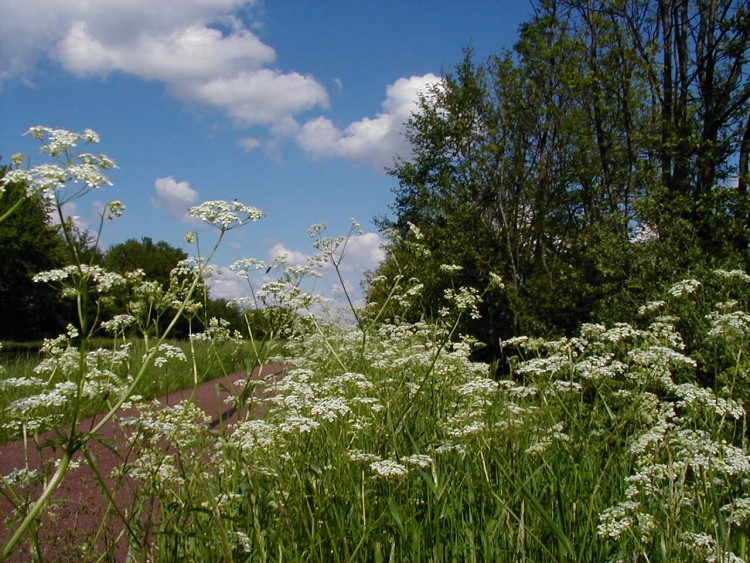 Fonds d'cran Nature Fleurs ALSACE