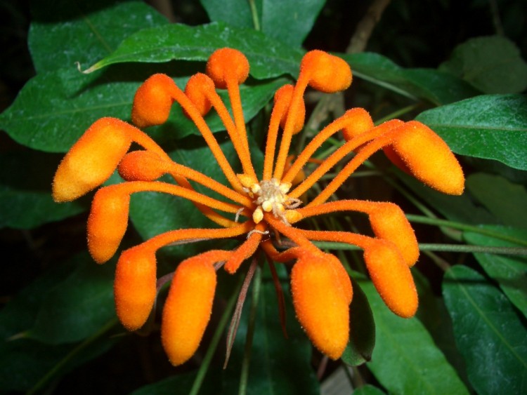 Fonds d'cran Nature Fleurs Steriphoma paradoxum (capparaceae)