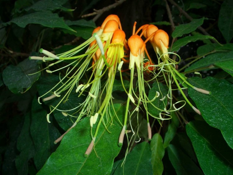 Fonds d'cran Nature Fleurs Steriphoma paradoxum (capparaceae)