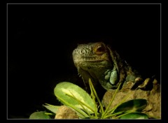 Wallpapers Animals Iguane