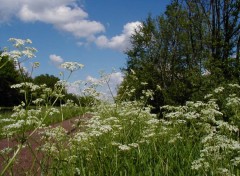 Fonds d'cran Nature ALSACE