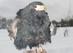 Fonds d'cran Animaux Bateleur des savanes