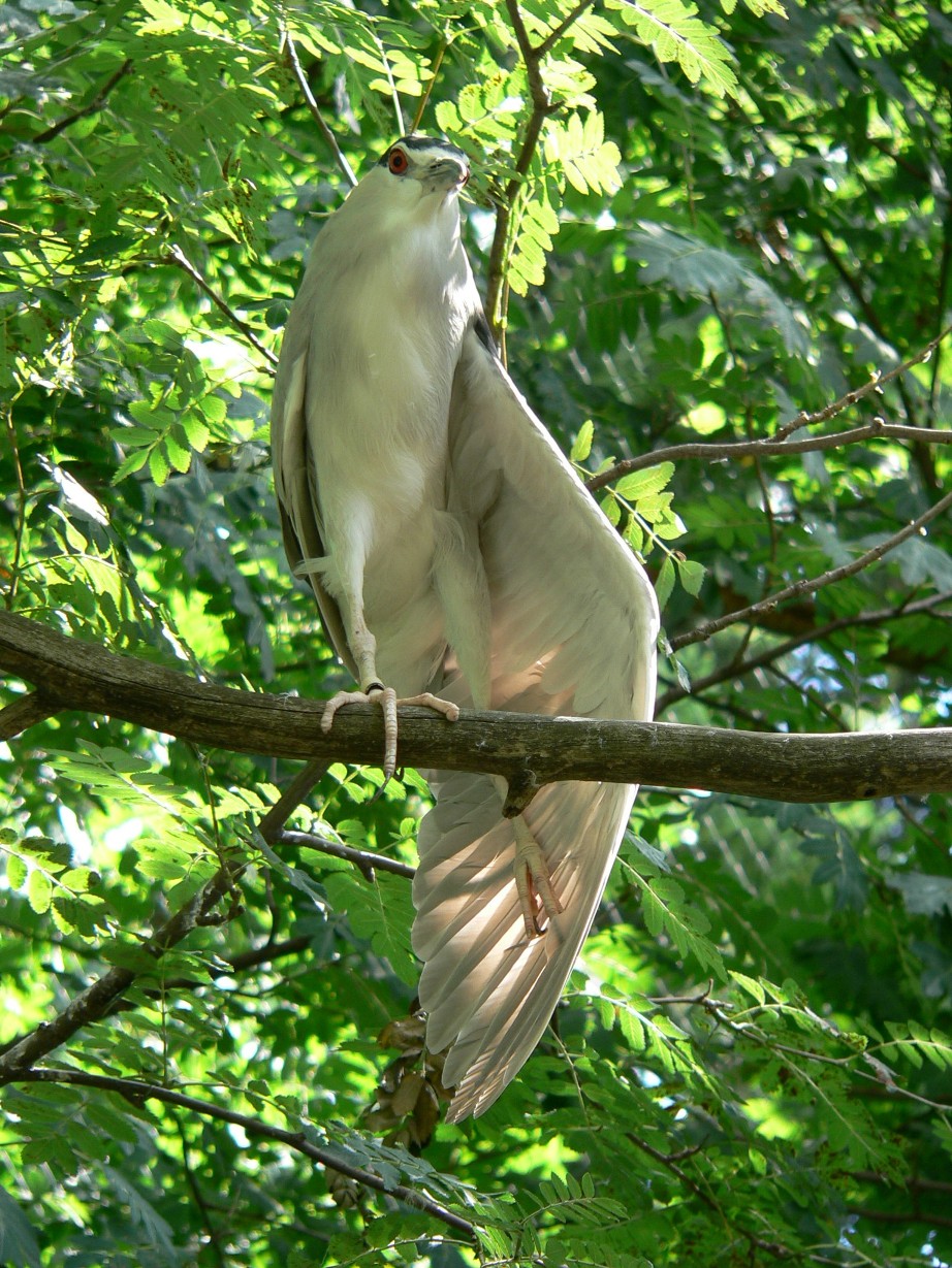 Fonds d'cran Animaux Oiseaux - Bihoreaux Bihoreau gris