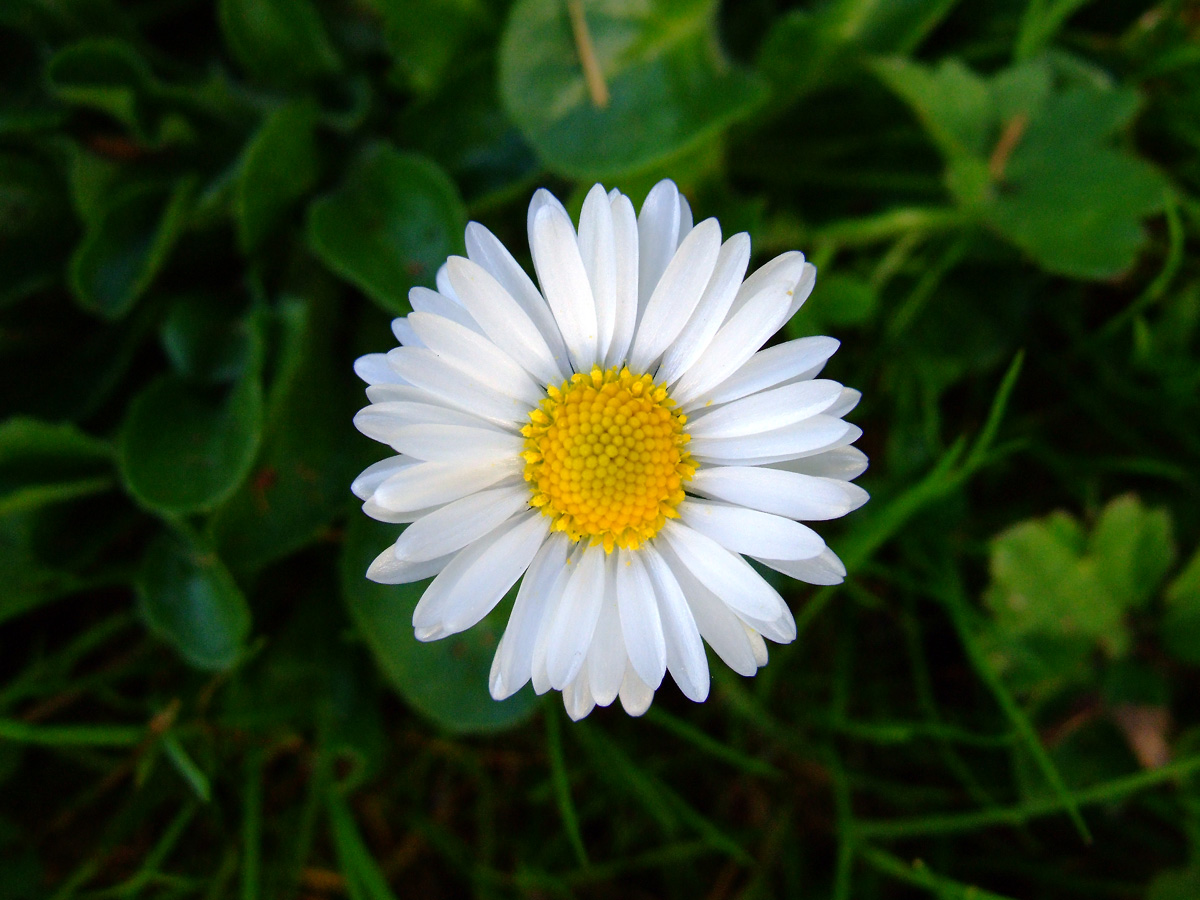 Fonds d'cran Nature Fleurs Une pquerette