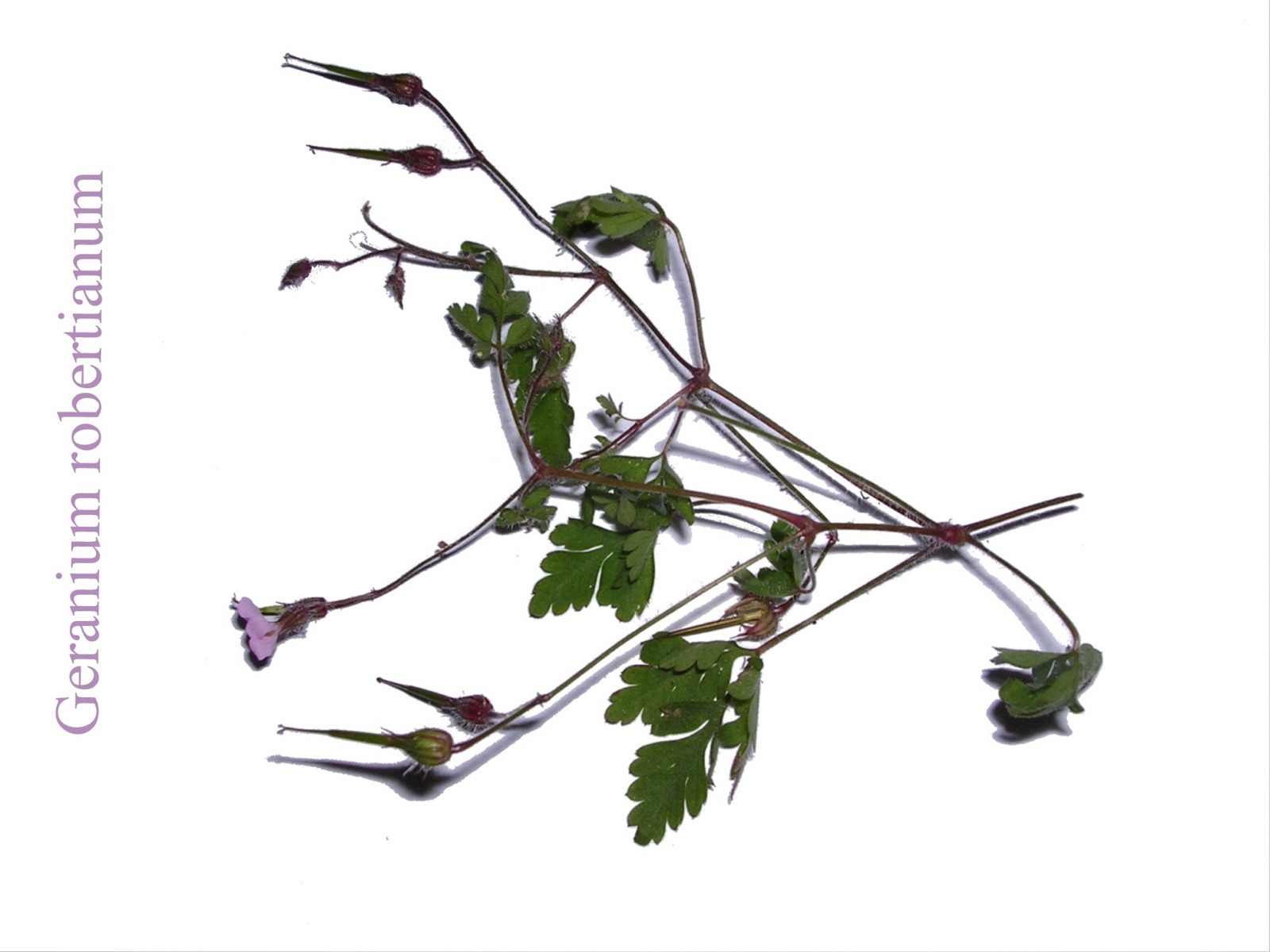 Fonds d'cran Nature Fleurs Geranium robertianum