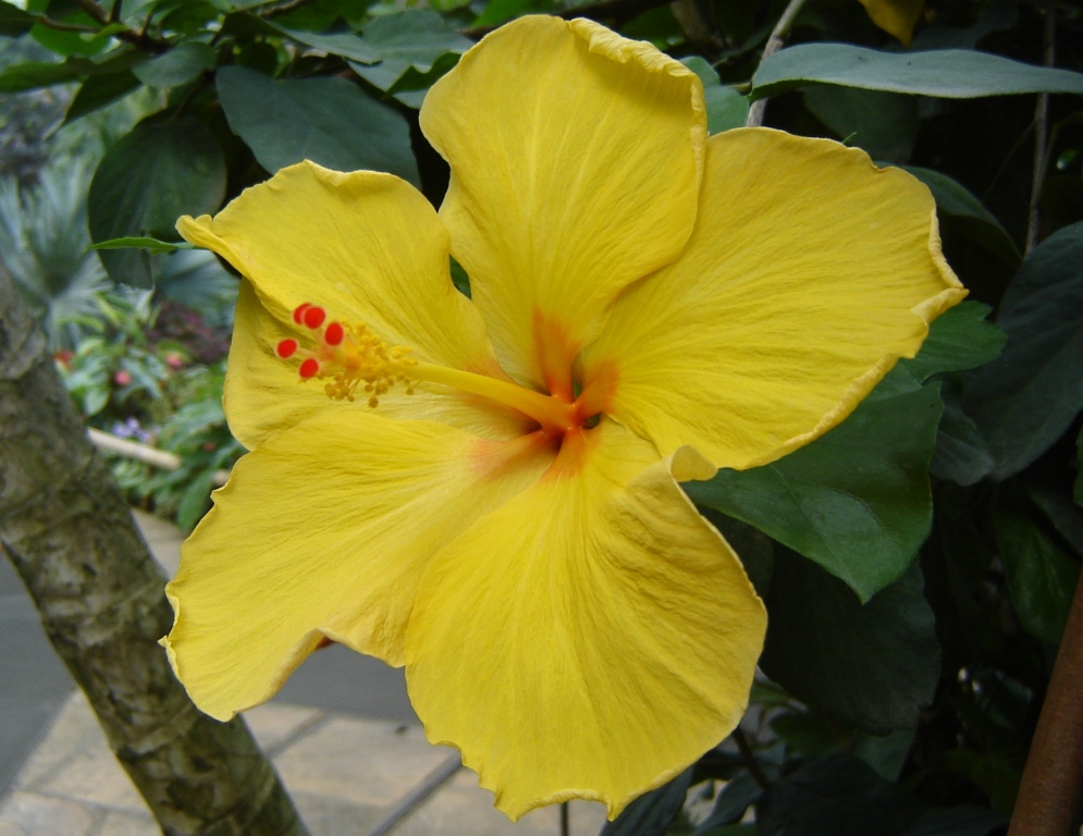 Fonds d'cran Nature Fleurs hibiscus jaune