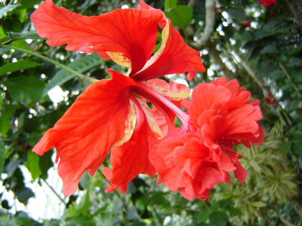 Fonds d'cran Nature Fleurs hibiscus rouge