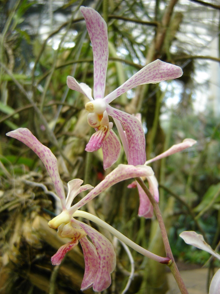 Fonds d'cran Nature Fleurs duo d'orchidées