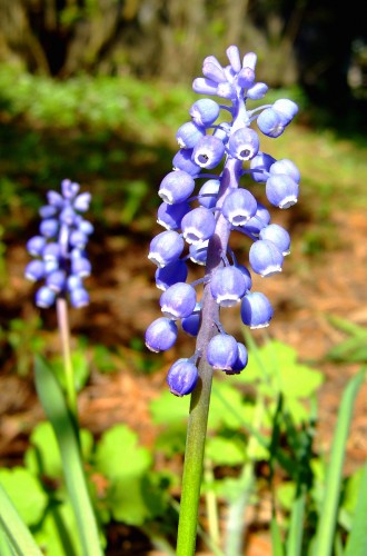 Wallpapers Nature Flowers Muscari