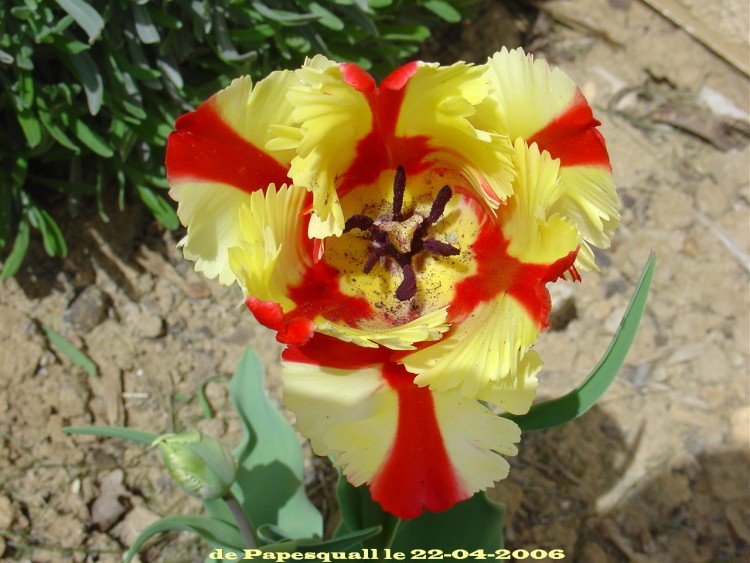 Wallpapers Nature Flowers Mon jardin secret (tulipe)