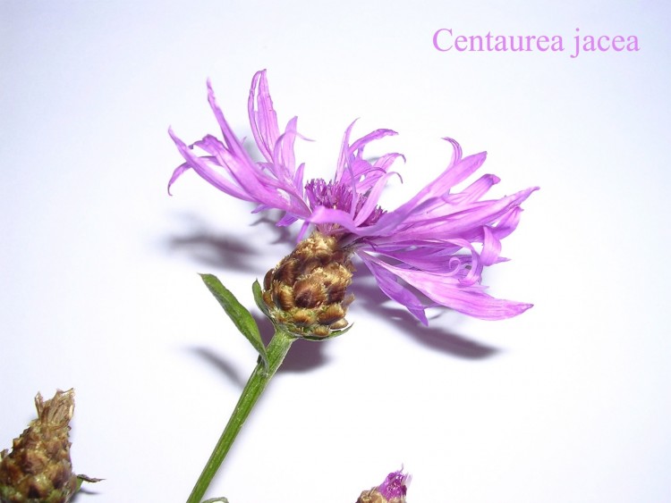 Wallpapers Nature Flowers Centaurea jacea