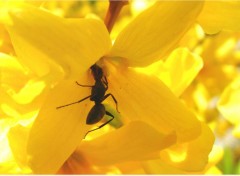 Fonds d'cran Animaux fourmis