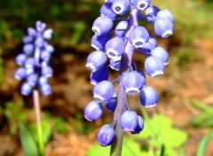 Wallpapers Nature Muscari