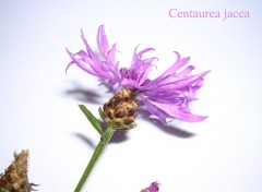 Wallpapers Nature Centaurea jacea