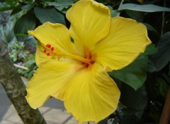 Fonds d'cran Nature hibiscus jaune