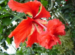 Fonds d'cran Nature hibiscus rouge