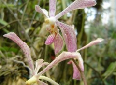 Fonds d'cran Nature duo d'orchides