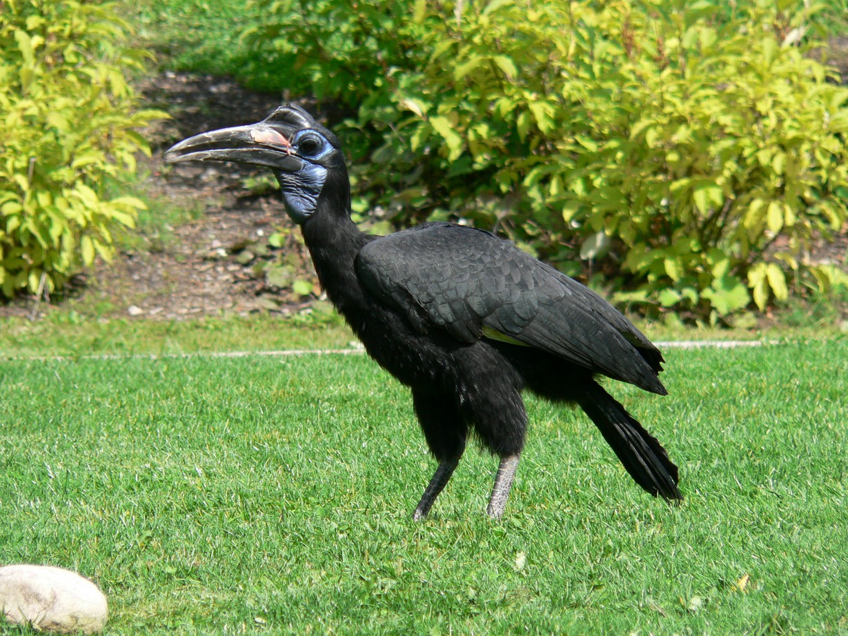 Fonds d'cran Animaux Oiseaux - Divers Bucorve d'abissimie