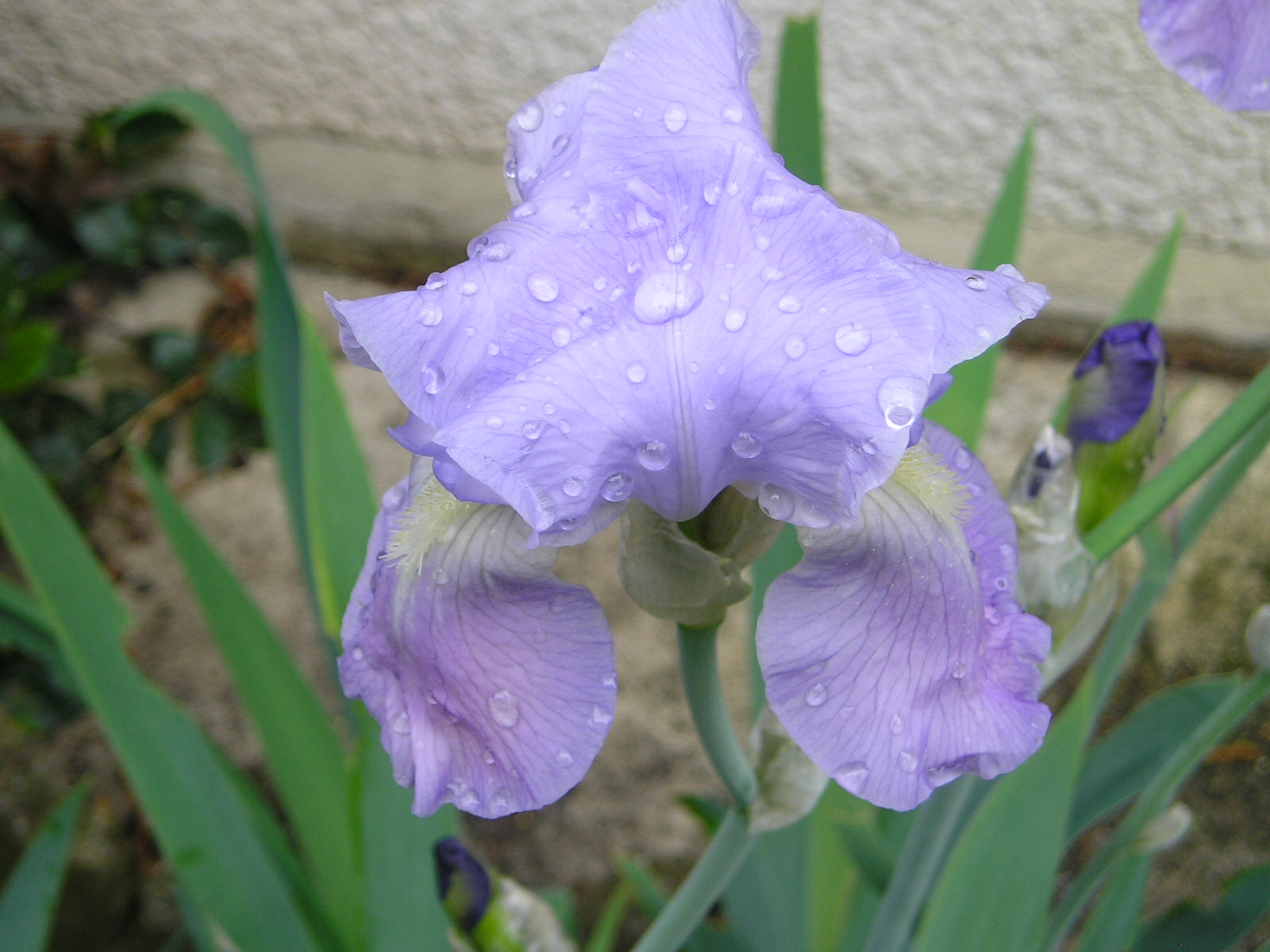 Fonds d'cran Nature Fleurs 