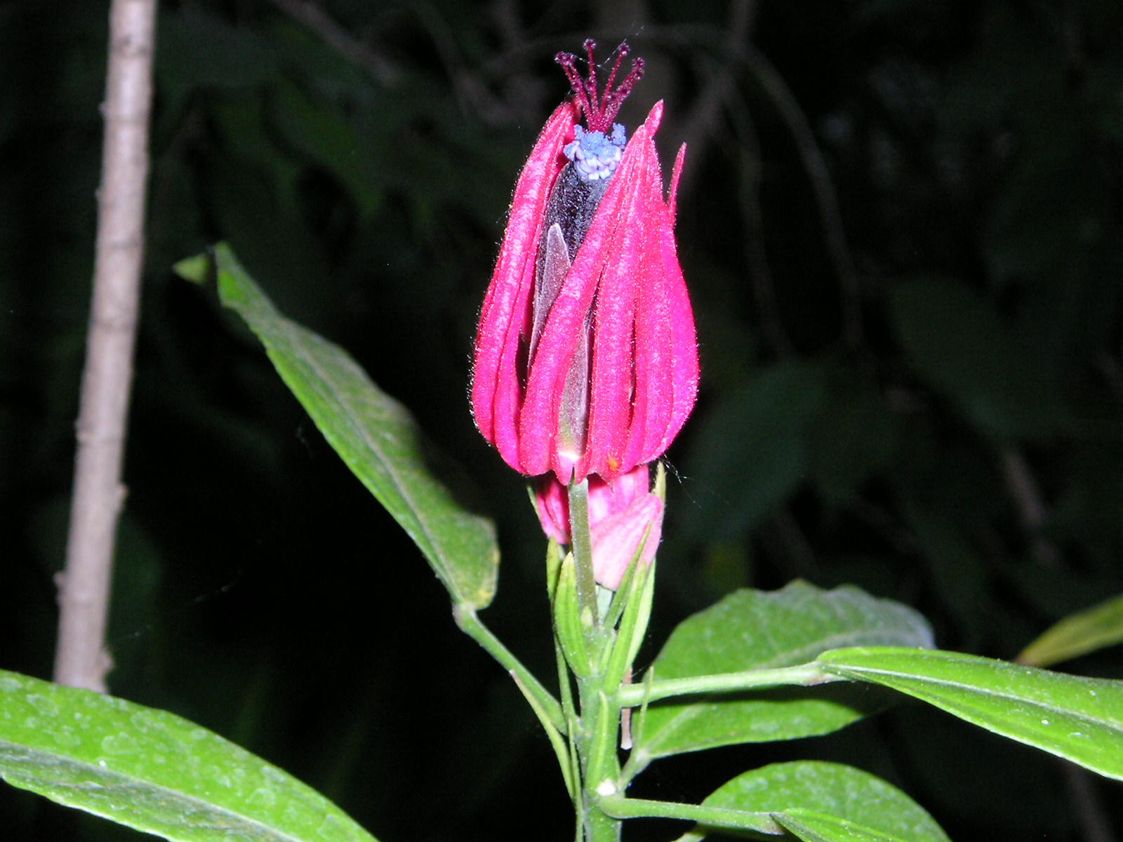 Fonds d'cran Nature Fleurs 