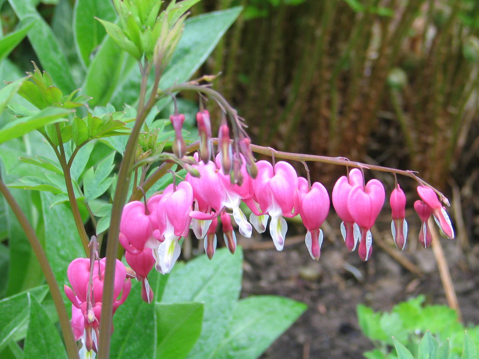 Fonds d'cran Nature Fleurs 