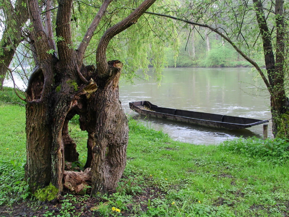 Fonds d'cran Nature Arbres - Forts ALSACE