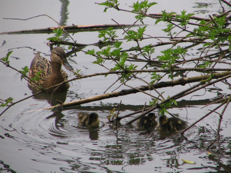 Wallpapers Animals Birds - Ducks Wallpaper N136380