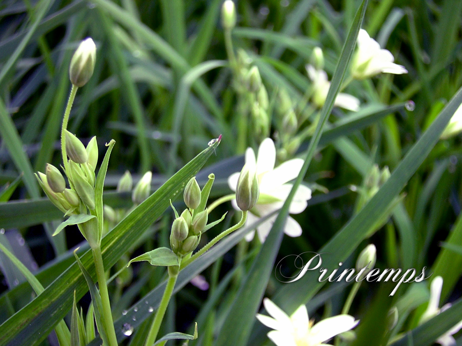 Wallpapers Nature Leaves - Foliage Printemps