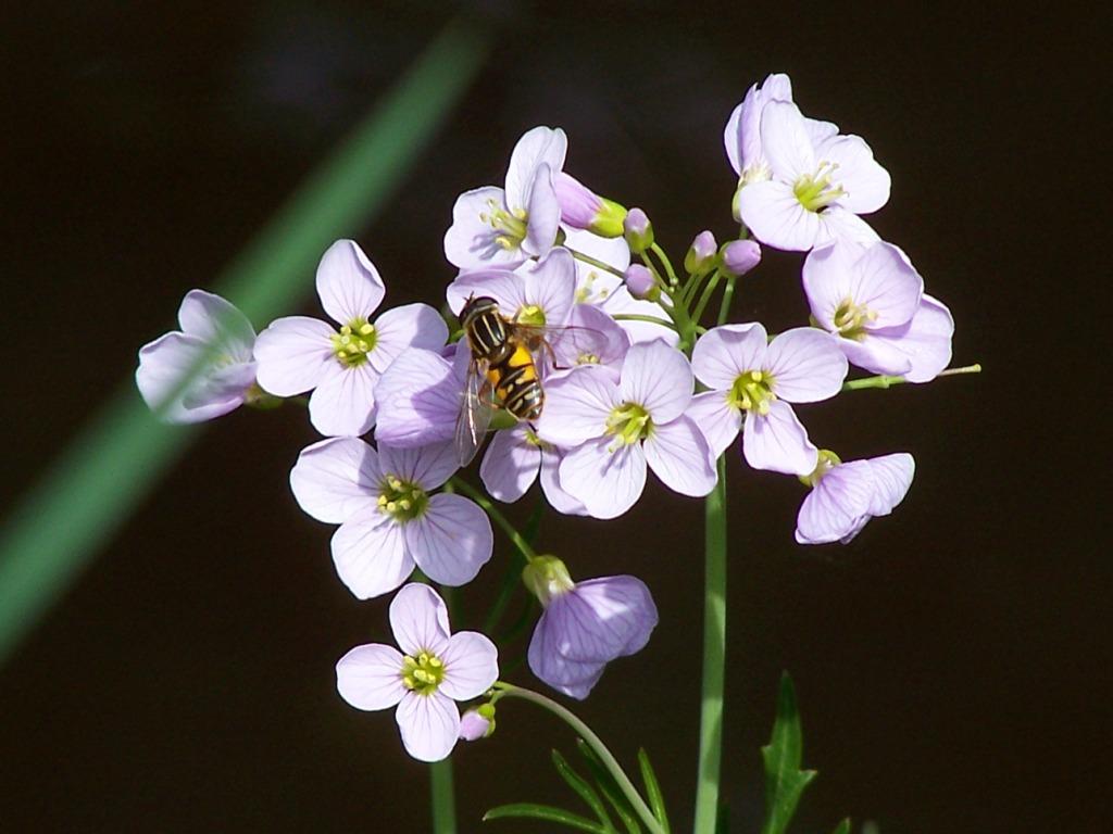 Wallpapers Nature Flowers fleurs des champs