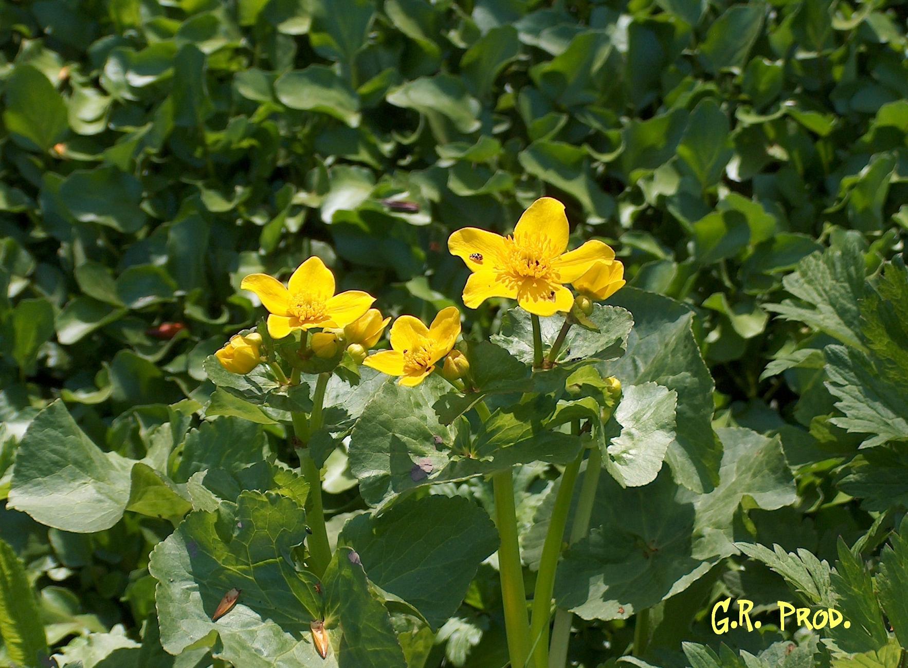 Fonds d'cran Nature Fleurs Printemps...