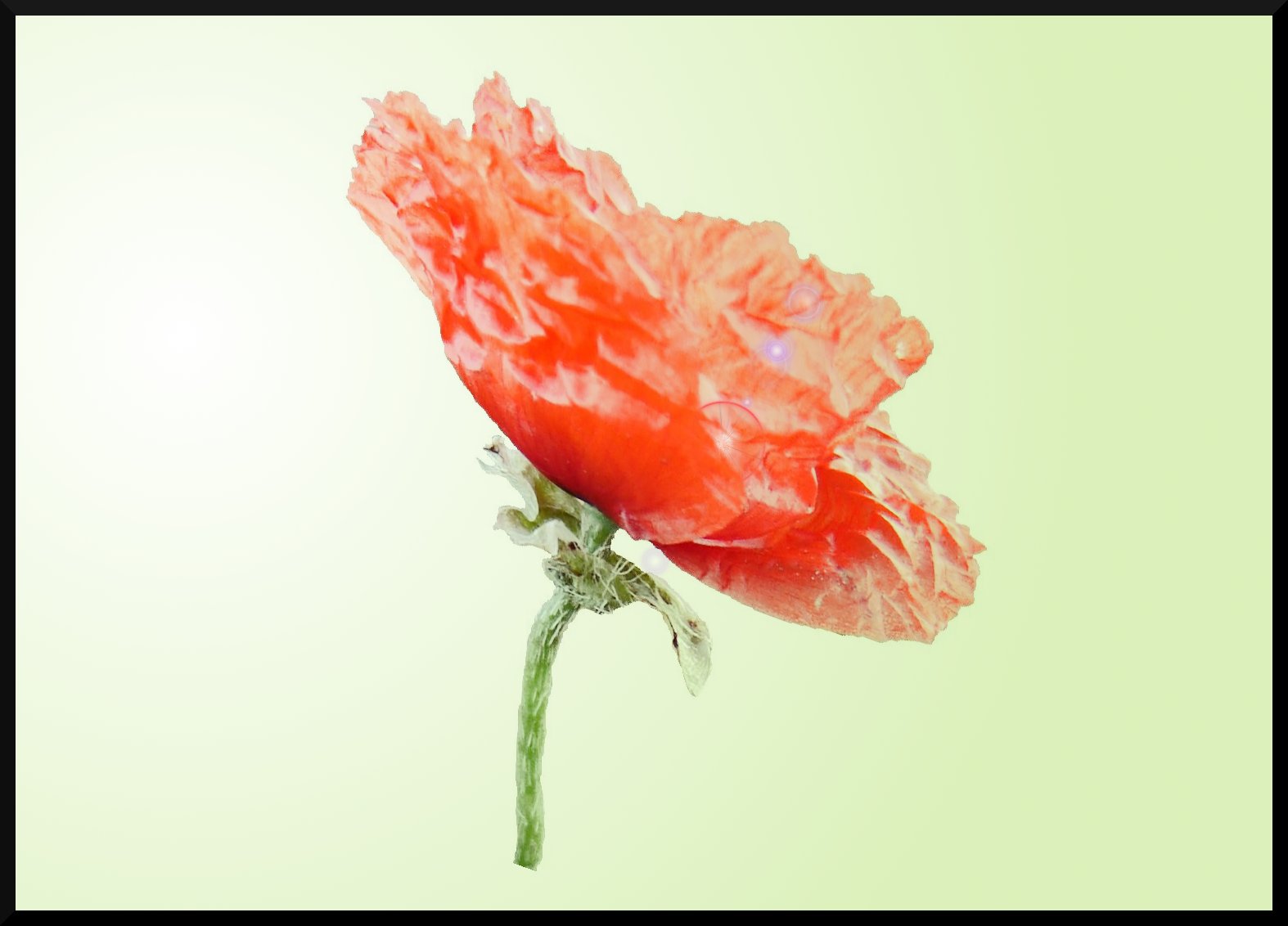 Fonds d'cran Art - Numrique Nature - Fleurs Gentil coquelicot